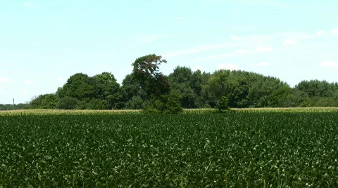 Sorghum field Stock Footage 97604