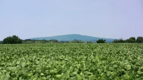 Sorghum field Stock Footage 139156