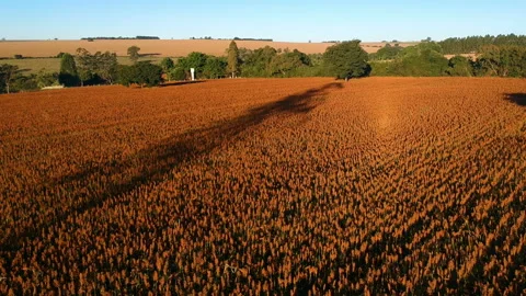 Sorghum field Stock-Footage 112422222