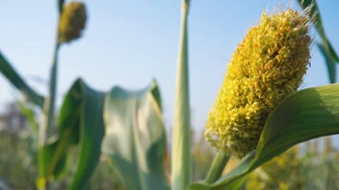 Sorghum in the field Stock Footage 150052878