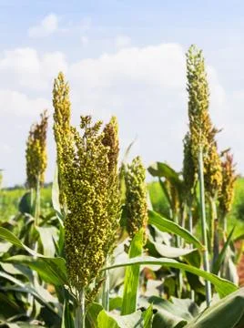 Sorghum field Stock Photos