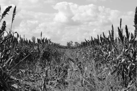 Sorghum field Stock Photos