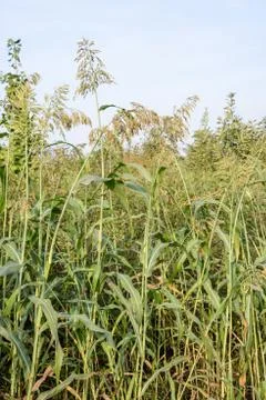 Sorghum in a field Stock Photos