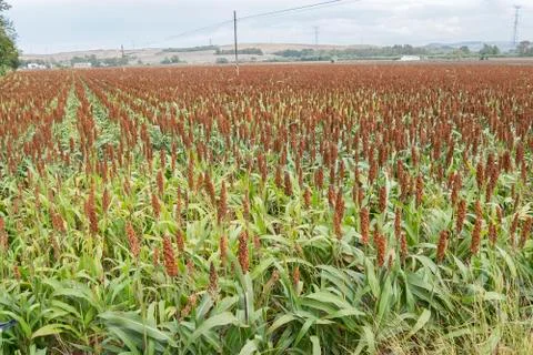 Sorghum field Stock Photos