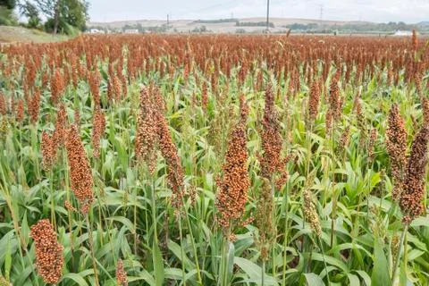 Sorghum field Stock Photos