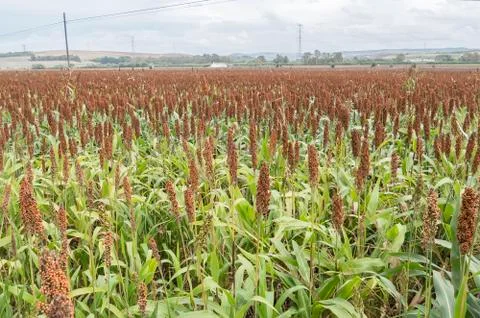 Sorghum field Foto stock