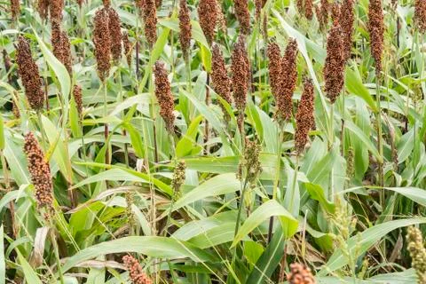 Sorghum field Stock Photos