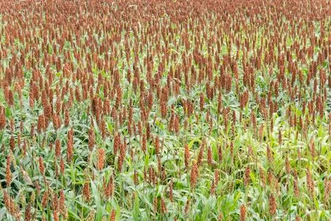 Sorghum field Stock Photos