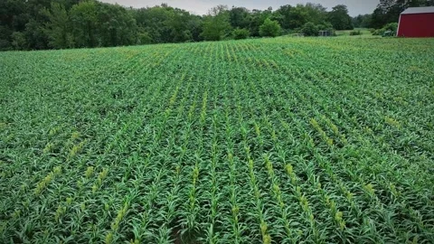 Sorghum field in summer Stock Footage 248903051