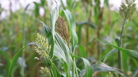 Sorghum fields with cattle sounds in the background 60 FPS FHD Stock Footage 130795898