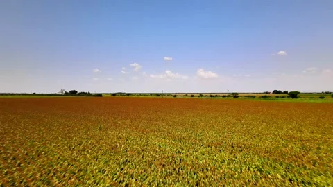 Sorghum fly over 스톡 동영상 150231920