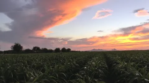 Sorghum Grain Farm Field Sunset Time Lapse Stock Footage