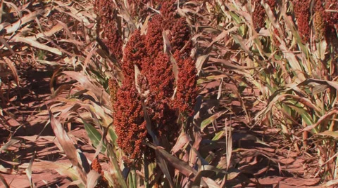 Sorghum grain field 2 Stock Footage 33060182