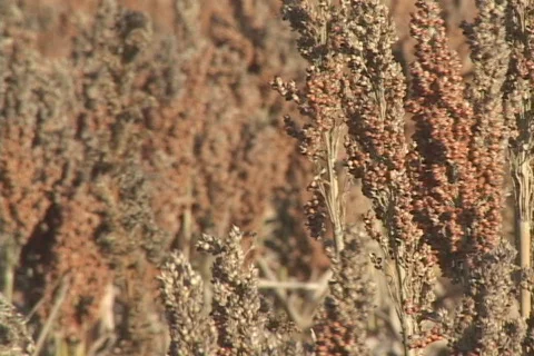Sorghum Grain Video stock 661967