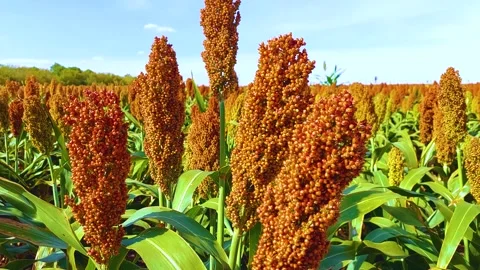 Sorghum harvest Stock Footage 160684623