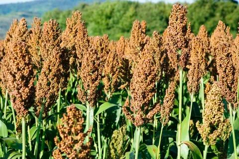 Sorghum Stock Photos