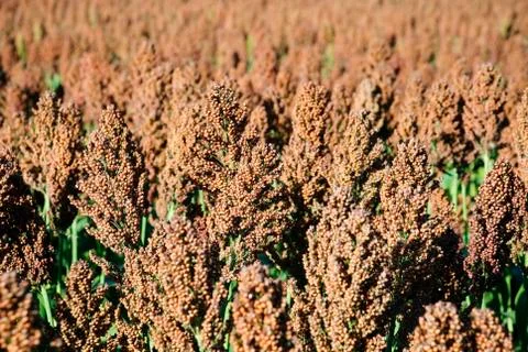 Sorghum Stock Photos