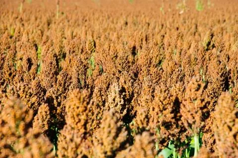 Sorghum Stock Photos
