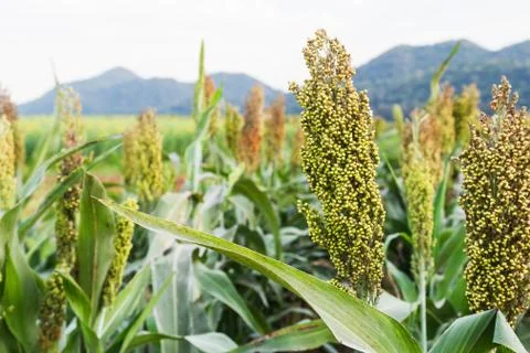 Sorghum Stock Photos