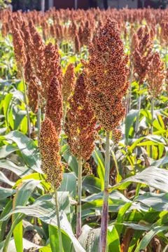Sorghum Stock Photos