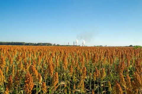 Sorghum Stock Photos