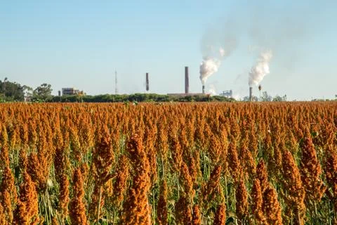 Sorghum Stock Photos