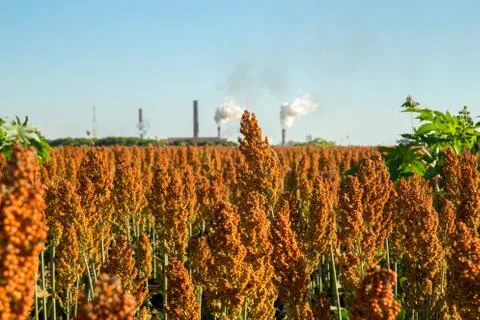 Sorghum Stock Photos