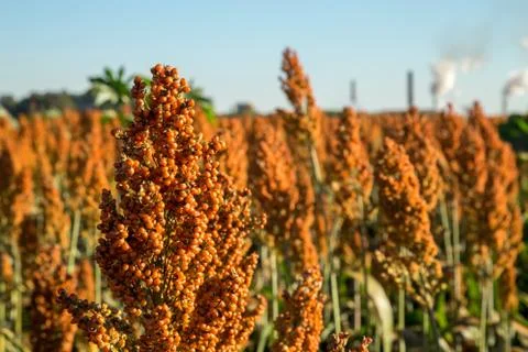 Sorghum Foto stock
