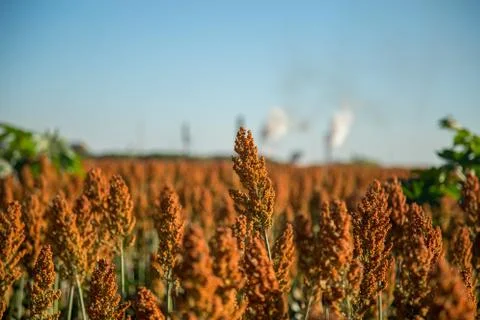 Sorghum Stock Photos