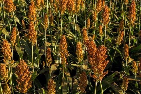 Sorghum Stock Photos