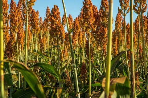 Sorghum Stock Photos