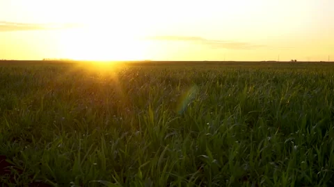 Sorghum plants moved by the wind, evening sun on the horizon. Yellow colors.. Stock Footage 252397572