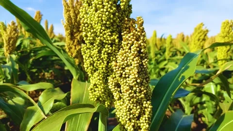 Sorghum seeds close up Stock Footage 160685124