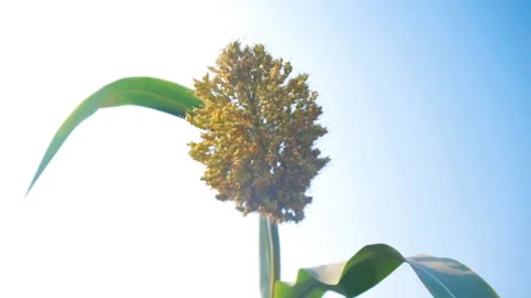 Sorghum stalk Stock Footage 150338058