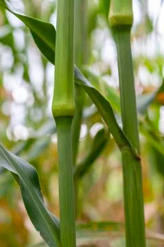 Sorghum stem, macro with selective focus Stock Photos