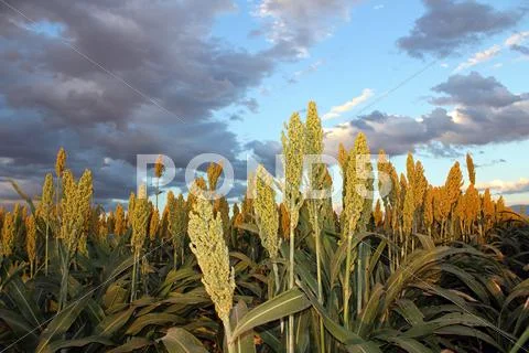 Sorghum Sunlit Stock Photos