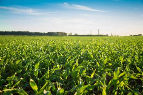 Sorghum sunset Stock Photos