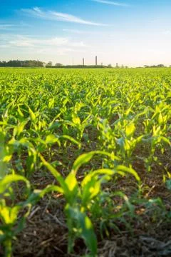 Sorghum sunset Foto stock