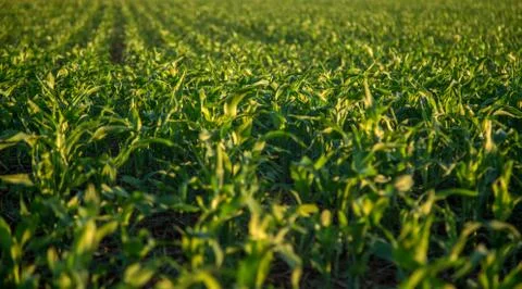 Sorghum sunset Stock Photos