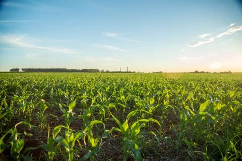 Sorghum sunset Foto stock