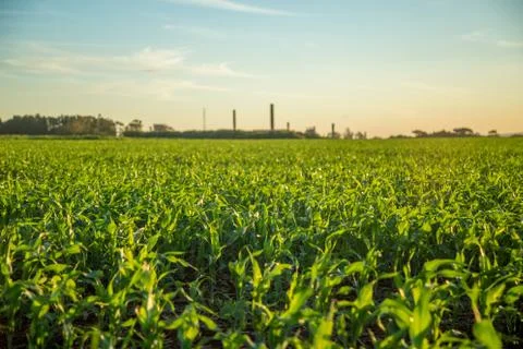 Sorghum sunset Stock Photos