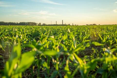 Sorghum sunset Foto stock
