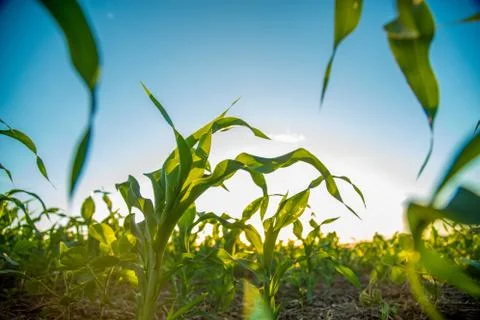 Sorghum sunset Stock Photos