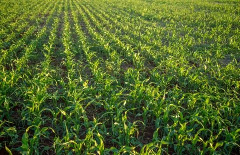 Sorghum sunset Foto stock