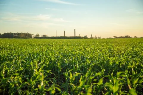 Sorghum sunset Stock Photos