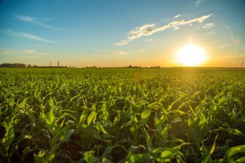 Sorghum sunset Stock Photos