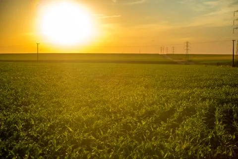 Sorghum sunset Stock Photos