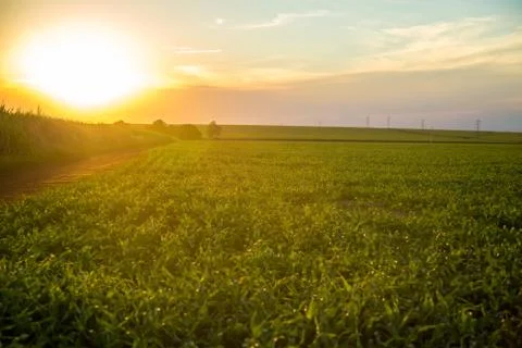 Sorghum sunset Stock Photos