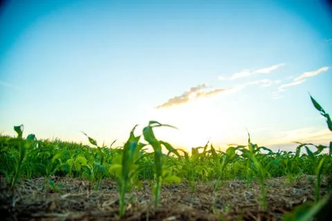 Sorghum sunset Stock Photos