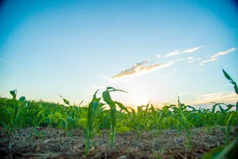 Sorghum sunset Stock Photos